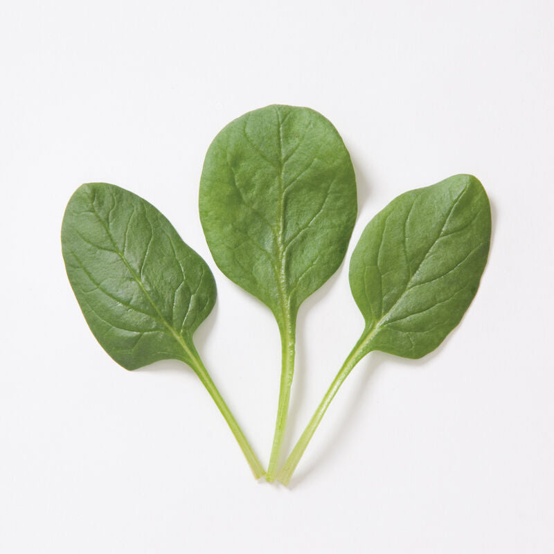 American Spinach