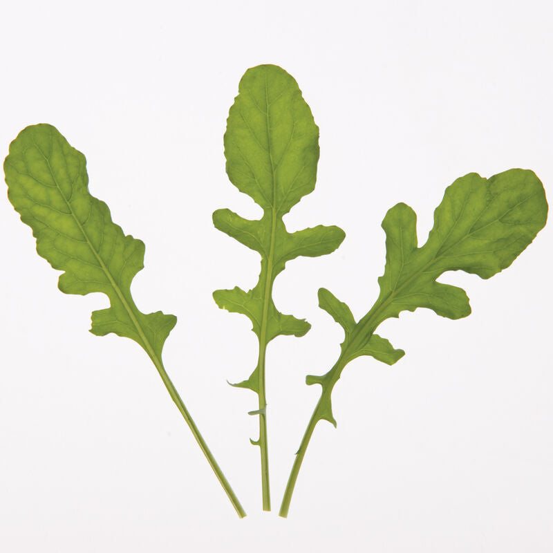 Arugula