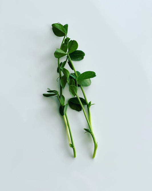 Speckled Pea Shoots